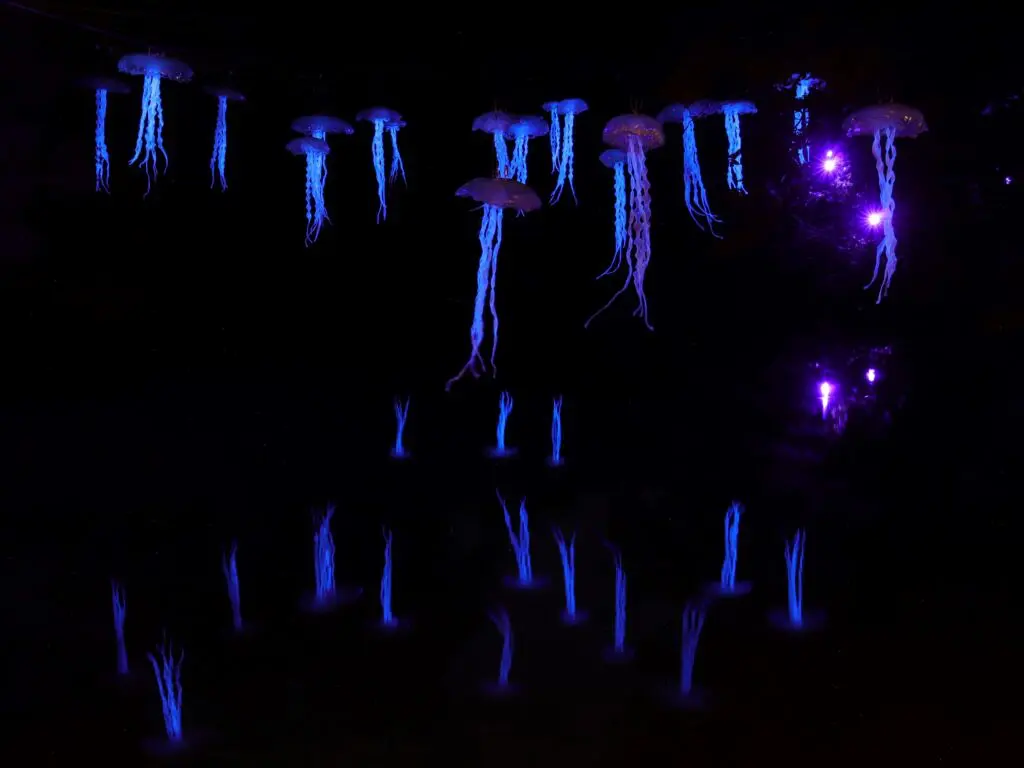 Kwallen kijken featured image